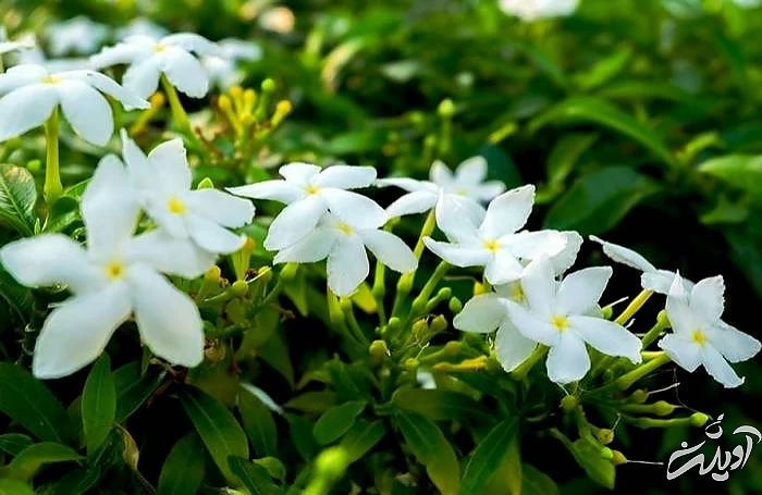 طرز کاشت گل یاس رازقی آفات گل یاس رازقی